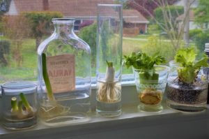 Scallions, celery and lettuce being regrown from scraps in the kitchen