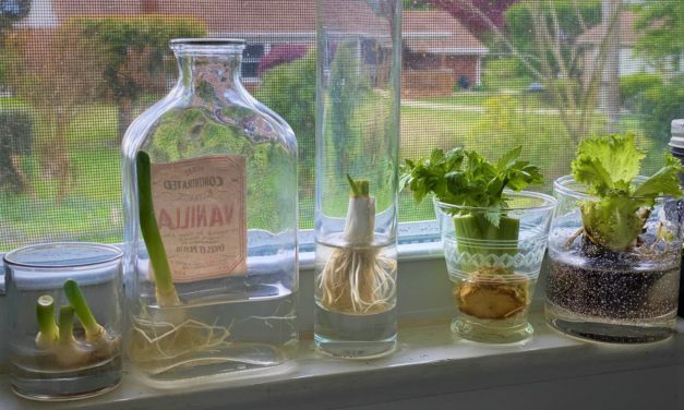 Grow your own food inside your house