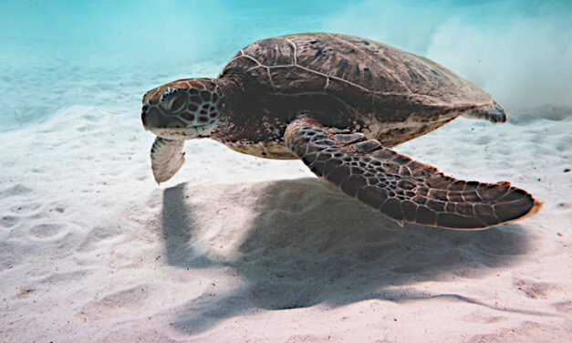 Let sea life live life!
