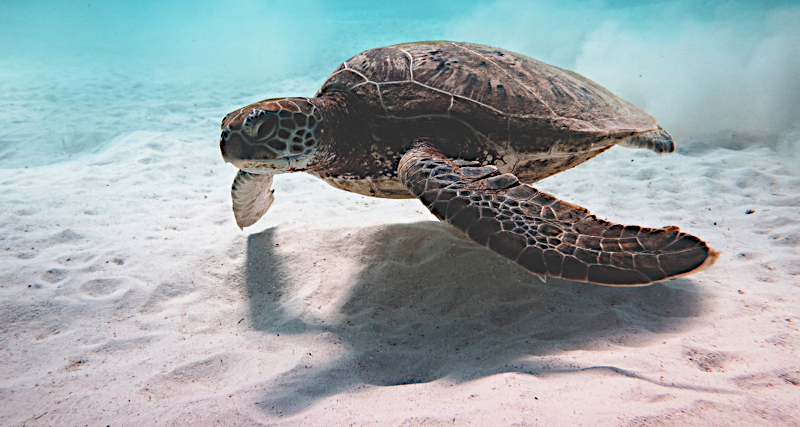 Let sea life live life!