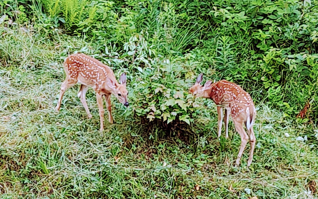 Humans’ ‘dominion’ quest is unsustainable