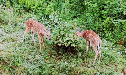 Humans’ ‘dominion’ quest is unsustainable